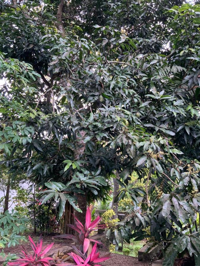 Lali Villa & Fruit Garden Galle Buitenkant foto