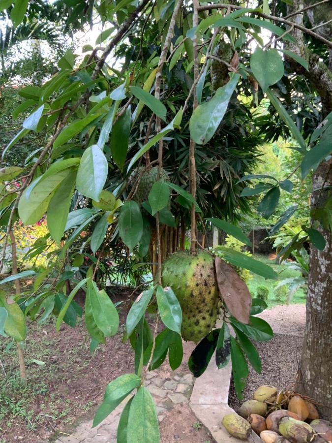 Lali Villa & Fruit Garden Galle Buitenkant foto