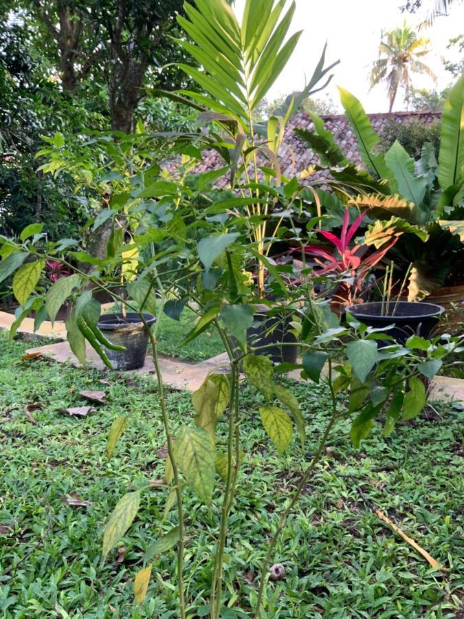 Lali Villa & Fruit Garden Galle Buitenkant foto