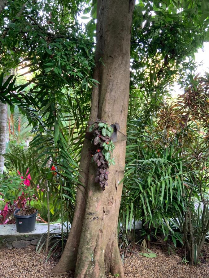 Lali Villa & Fruit Garden Galle Buitenkant foto